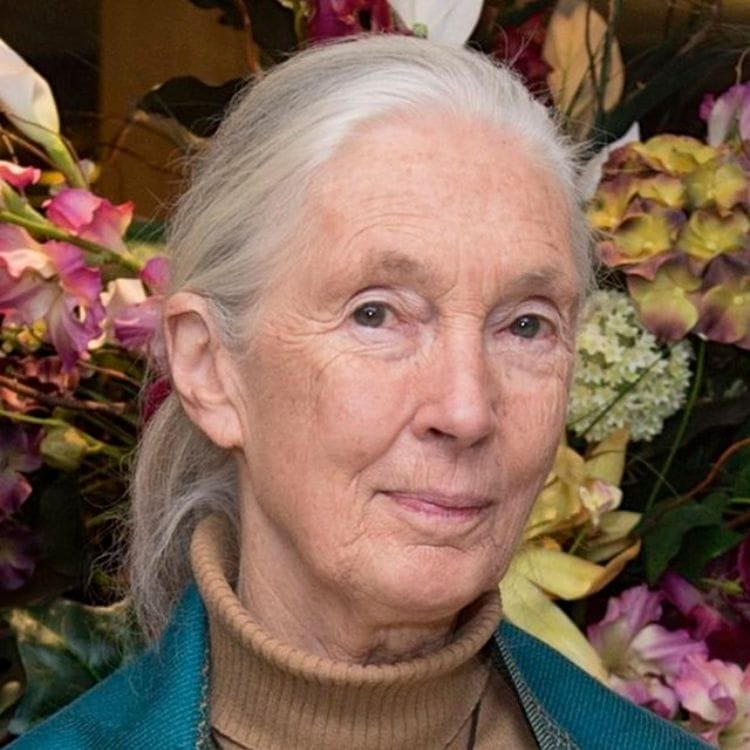 Jane Goodall Head shot