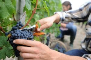 Bunch of grapes being harvested