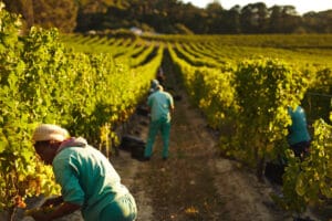 Field workers working